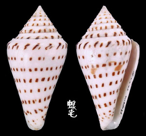 小佛塔芋螺 Conus stupella 2