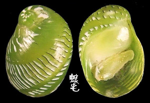 翡翠蜑螺 Smaragdia rangiana 2