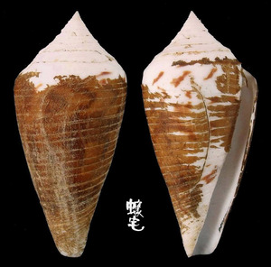 大頭芋螺 Conus pergrandis