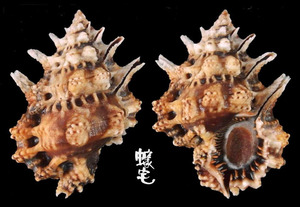 黑口蛙螺 Bursa lamarckii 1