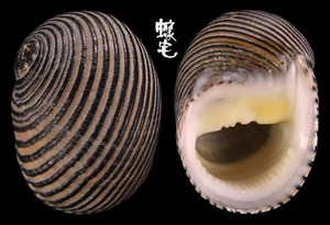 黑線蜑螺 Nerita balteata 2