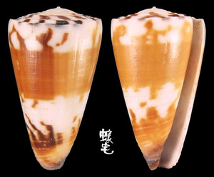 線條芋螺 Conus striatellus 5