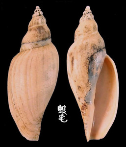 寶島渦螺 Fulgoraria formosana