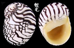 斑馬蜑螺 Puperita pupa 1