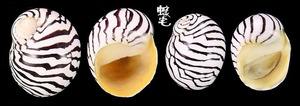 斑馬蜑螺 Puperita pupa 2