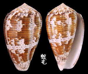 花瑪瑙芋螺 Conus monachus 2