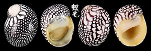 小斑馬蜑螺 Puperita pupa tristis 1
