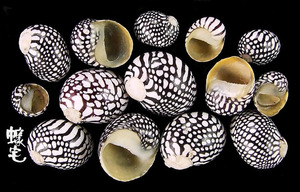 小斑馬蜑螺 Puperita pupa tristis 2