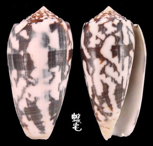 細線芋螺 Conus striatus 5