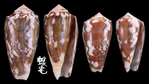 細線芋螺 Conus striatus 7