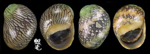 小石蜑螺 Clithon oualaniensis 2
