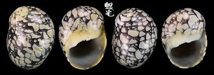 小石蜑螺 Clithon oualaniensis 3