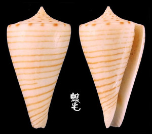 平瀨芋螺 Conus hirasei 2