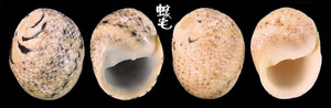 豆石蜑螺 Clithon faba 2