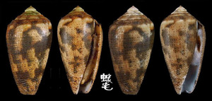 Striolatus芋螺 Conus striolatus 1