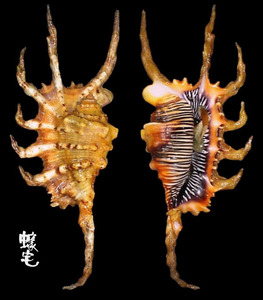 蠍螺 Lambis scorpius 1