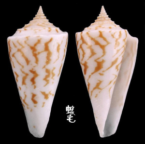 普曼氏芋螺 Conus poormani