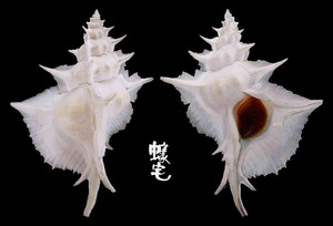 岩石芭蕉螺 Siratus alabaster 1