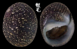 沙氏石蜑螺 Clithon sowerbianus 3