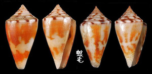 特殊芋螺 Conus eximius 4