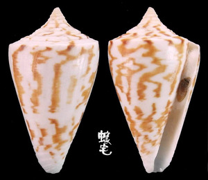 特殊芋螺 Conus eximius 5