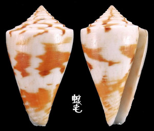 特殊芋螺 Conus eximius 6