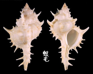 岩棘千手骨螺 Siratus pliciferoides 4