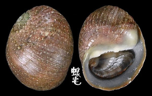 石蜑螺 Clithon retropictus 1