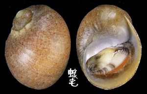 石蜑螺 Clithon retropictus 2