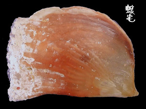 袋狀江珧蛤 Streptopinna saccata 2