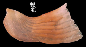 袋狀江珧蛤 Streptopinna saccata 3