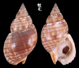 金絲織紋螺 Nassatius glans 3