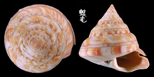 高腰翁戎螺 Pleurotomaria salmiana
