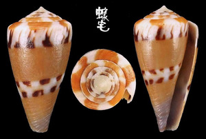 鼬鼠芋螺 Conus mustelinus 5