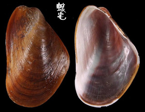 土嘴瓜殼菜蛤 Modiolus metcalfei 4