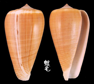 光環芋螺 Conus radiatus 3