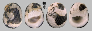 大圓蜑螺 Nerita chamaeleon 7