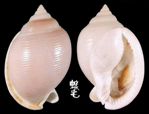 乳白鬘螺 Phalium bisulcatum 3