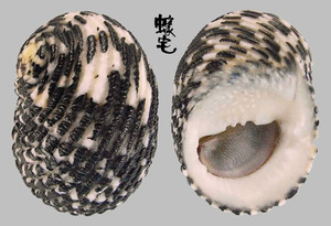 光榮蜑螺 Nerita fulgurans 1
