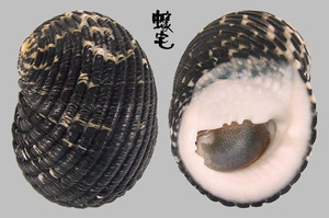 光榮蜑螺 Nerita fulgurans 2