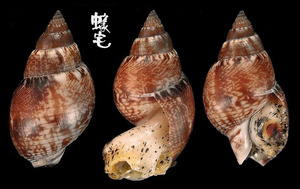 素面織紋螺 Nassarius sufflatus 1