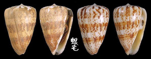 唐草芋螺 Conus caracteristicus 1