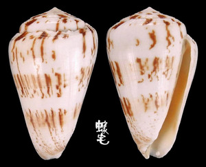 唐草芋螺 Conus caracteristicus6