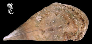 黑紫江珧蛤 Pinna atropurpurea 1