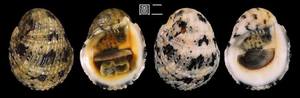 扁廣口蜑螺 Nerita patula 2