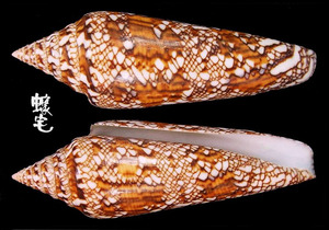 孟加拉芋螺 Conus bengalensi 2