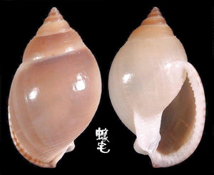 梨形鬘螺 Phalium glabratum bulla 2