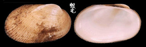 鬍魁蛤 Barbatia foliata 1