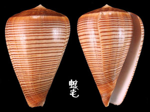 黑線芋螺 Conus figulinus 3