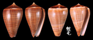 黑線芋螺 Conus figulinus 4